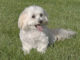 Maltese 606 0 Il Maltese